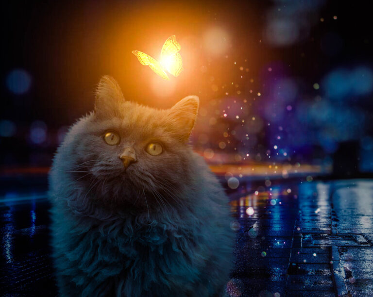 Cat With Glowing Butterfly | SunlineDesign