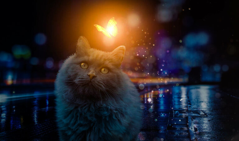 Cat with glowing butterfly | SunlineDesign