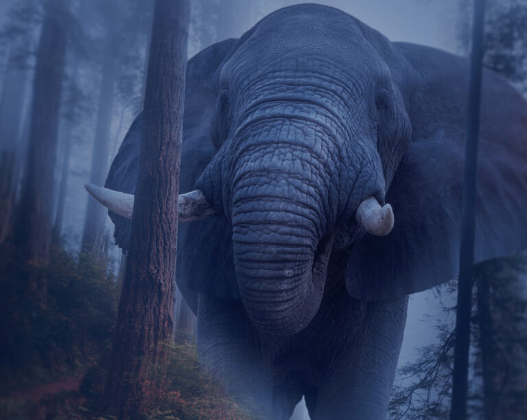 Elephant in the woods | Sunlinedesign