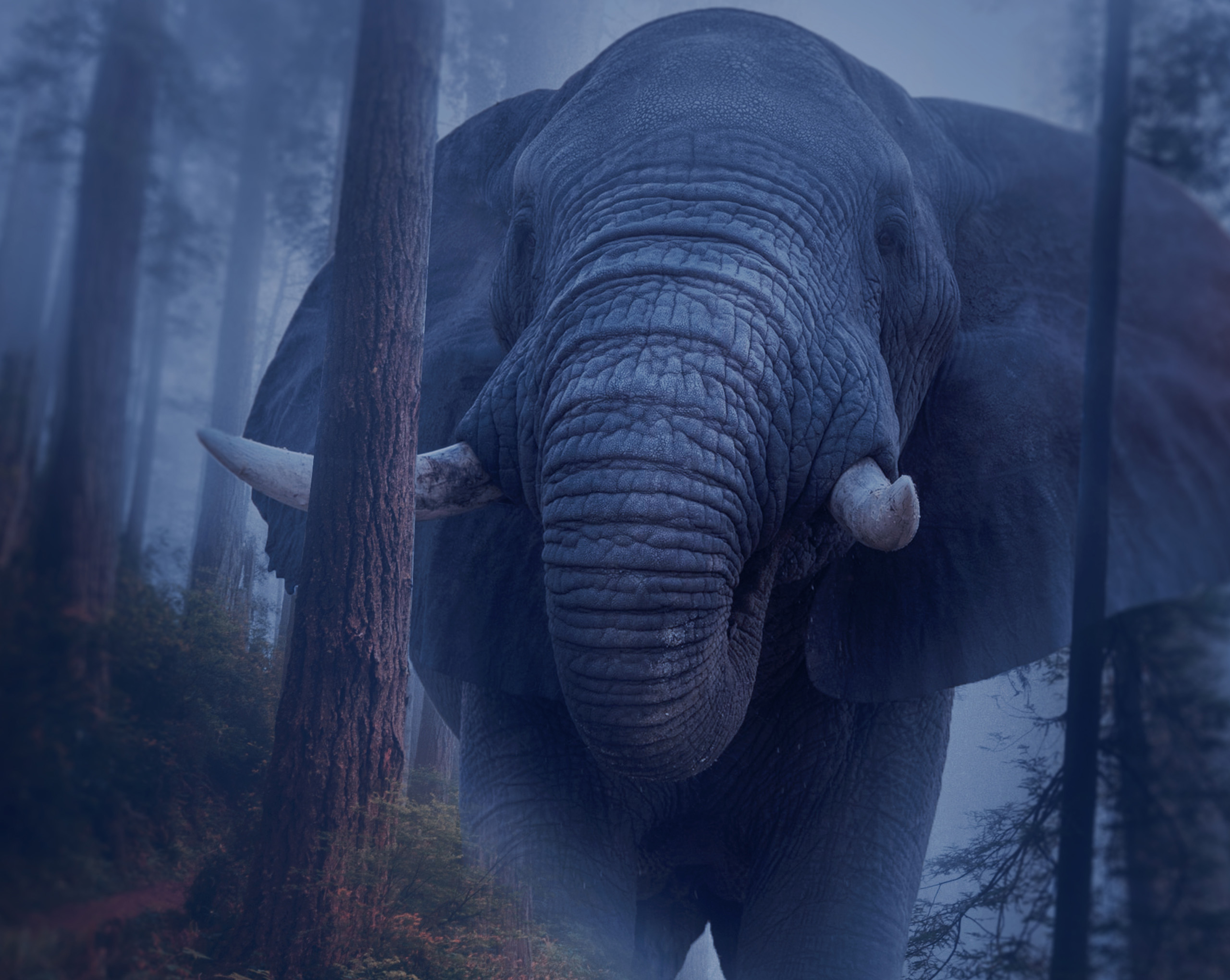 Elephant in the woods